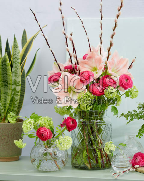 Hippeastrum spring combination Hippeastrum spring combination