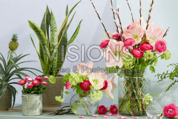 Hippeastrum lentecombinatie Hippeastrum lentecombinatie
