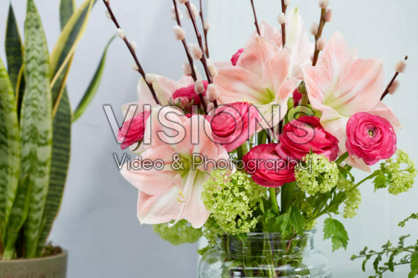 Hippeastrum spring combination Hippeastrum spring combination
