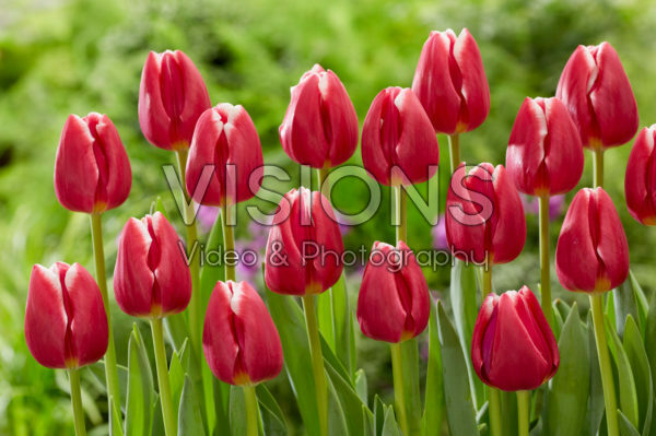 Tulipa Masterclass Tulipa Masterclass