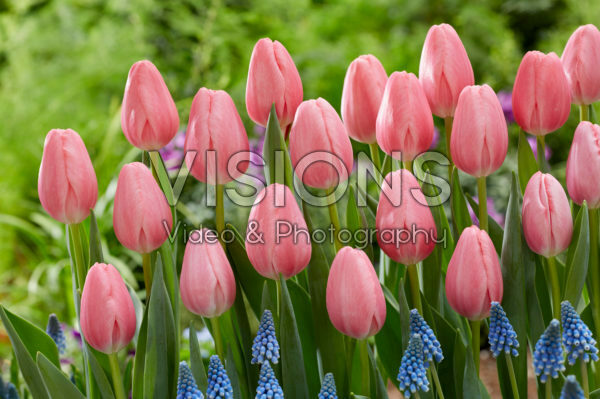 Tulipa Sissi Tulipa Sissi