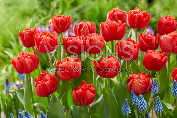 Tulipa Mira Tulipa Mira