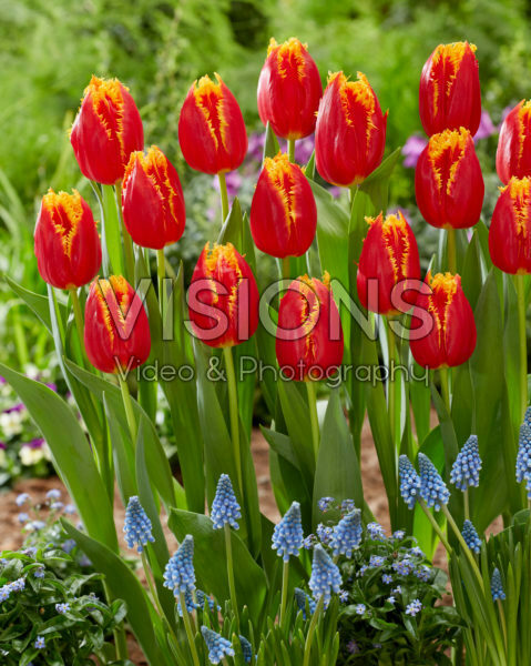 Tulipa Fabio Tulipa Fabio