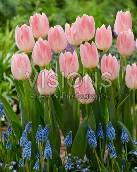 Tulipa Serine Tulipa Serine