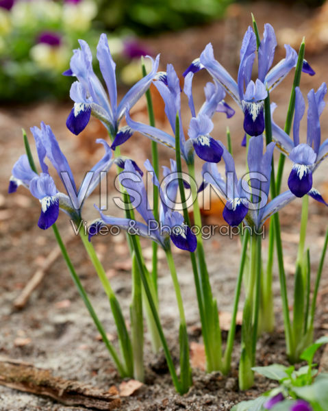 Iris reticulata Clairette Iris reticulata Clairette