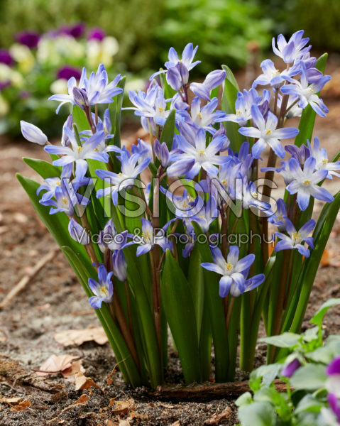 Chionodoxa forbesii Blue Giant Chionodoxa forbesii Blue Giant