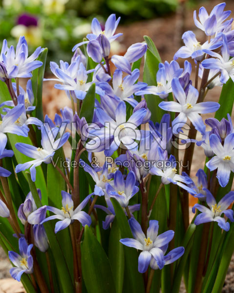 Chionodoxa forbesii Blue Giant Chionodoxa forbesii Blue Giant