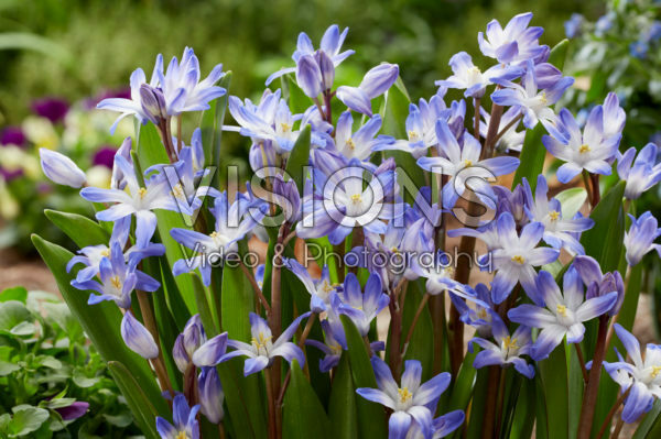 Chionodoxa forbesii Blue Giant Chionodoxa forbesii Blue Giant