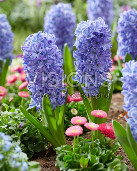 Hyacinthus Aqua Hyacinthus Aqua