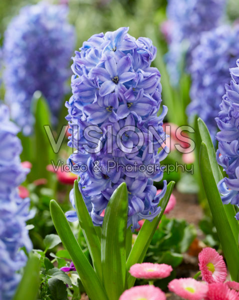 Hyacinthus Aqua Hyacinthus Aqua