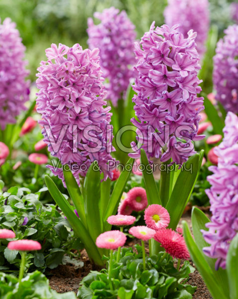 Hyacinthus Purple Voice Hyacinthus Purple Voice
