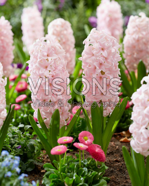 Hyacinthus Sorbonne Hyacinthus Sorbonne