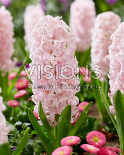 Hyacinthus Sorbonne Hyacinthus Sorbonne