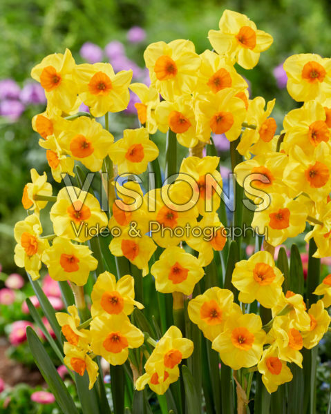 Narcissus Castanets Narcissus Castanets