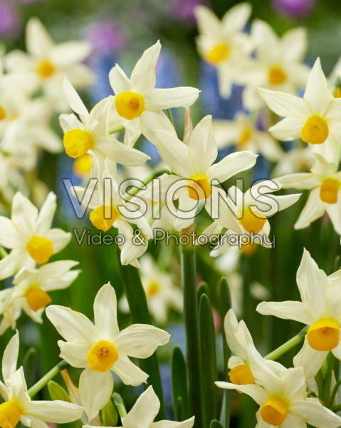 Narcissus tazetta subsp. italicus Narcissus tazetta subsp. italicus