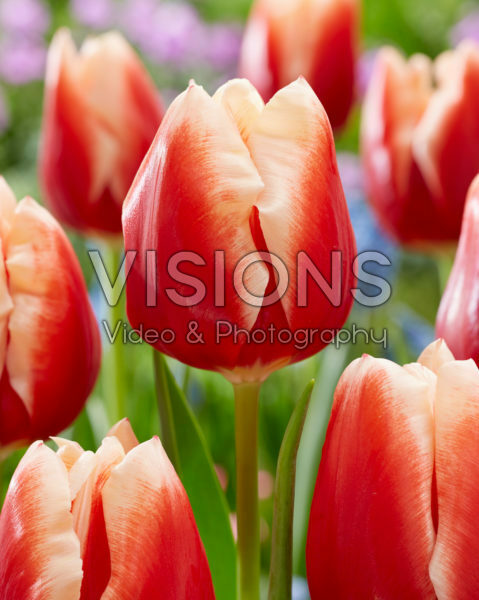 Tulipa Jan Buis Tulipa Jan Buis
