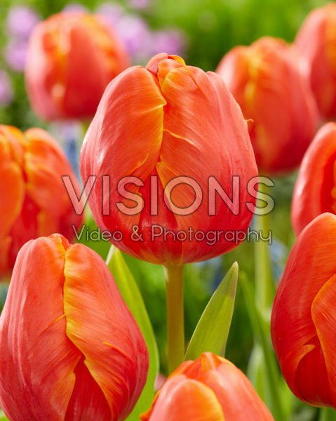 Tulipa Ad Rem Parrot Tulipa Ad Rem Parrot