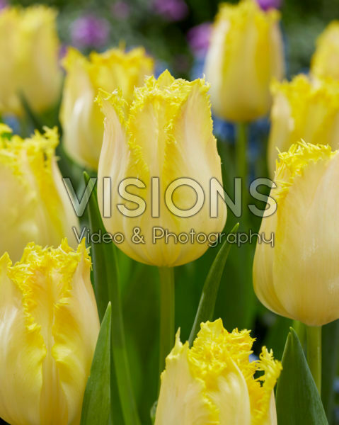 Tulipa Limoncello Tulipa Limoncello