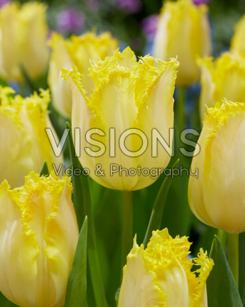 Tulipa Limoncello Tulipa Limoncello