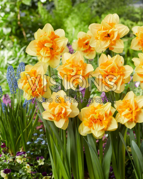 Narcissus Suncatcher Narcissus Suncatcher
