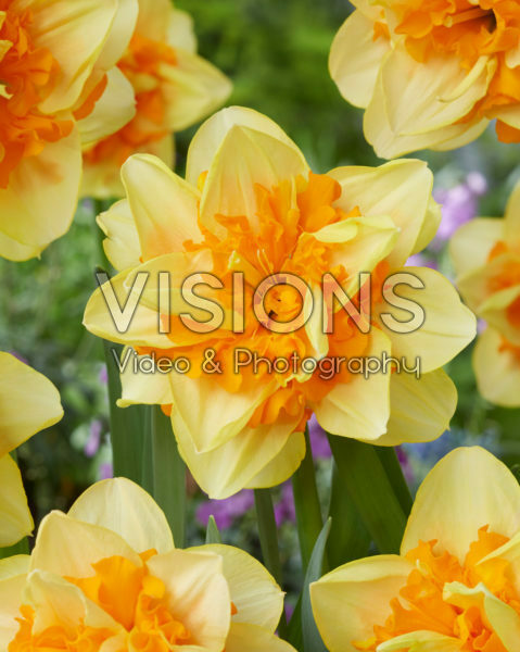 Narcissus Suncatcher Narcissus Suncatcher
