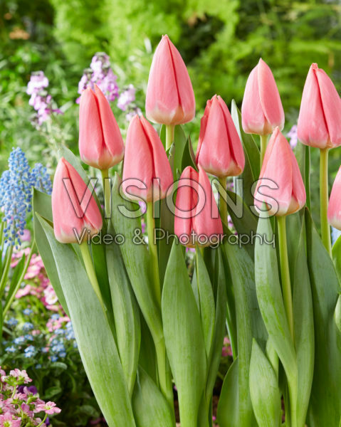 Tulipa Maskovri Tulipa Maskovri