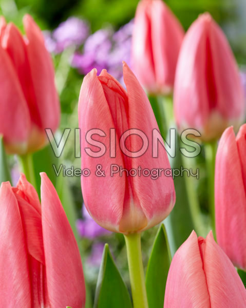 Tulipa Maskovri Tulipa Maskovri