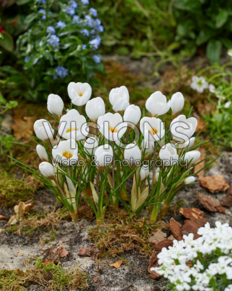 Crocus Polar Bear Crocus Polar Bear
