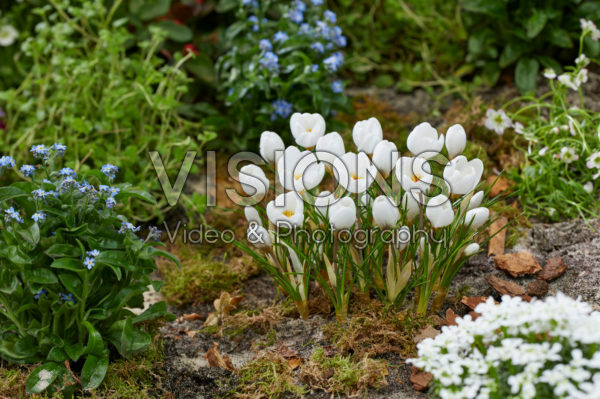 Crocus Polar Bear Crocus Polar Bear