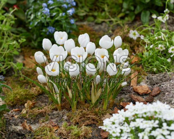 Crocus Polar Bear Crocus Polar Bear