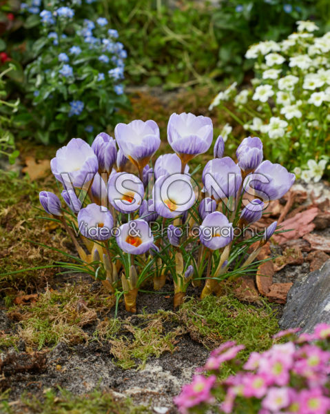 Crocus Polar Bear Crocus Polar Bear