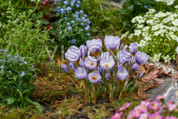 Crocus Polar Bear Crocus Polar Bear