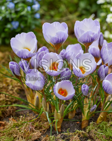 Crocus Polar Bear Crocus Polar Bear