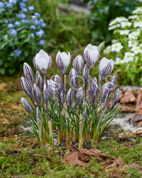 Crocus Zebra Crocus Zebra
