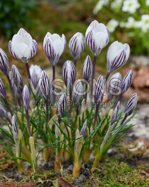 Crocus Zebra Crocus Zebra