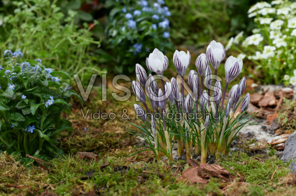 Crocus Zebra Crocus Zebra