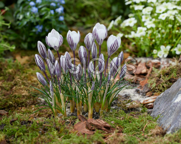 Crocus Zebra Crocus Zebra