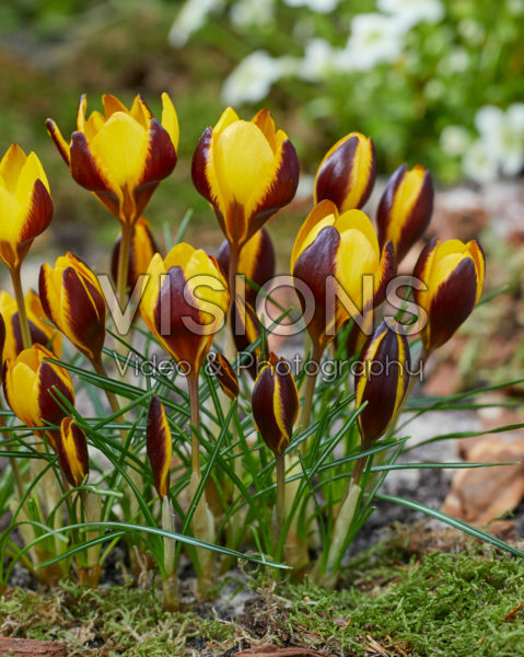 Crocus Queen Bee Crocus Queen Bee