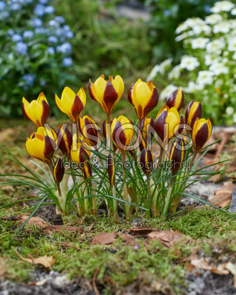 Crocus Queen Bee Crocus Queen Bee