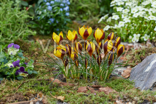Crocus Queen Bee Crocus Queen Bee