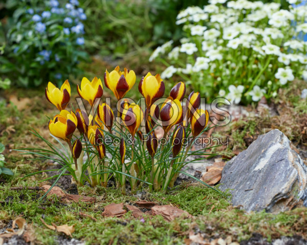 Crocus Queen Bee Crocus Queen Bee