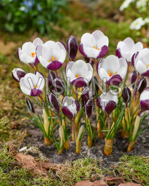 Crocus Killer Whale Crocus Killer Whale
