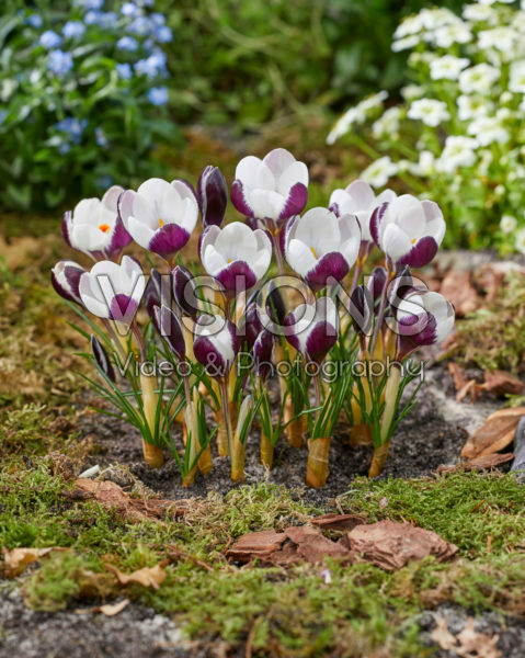 Crocus Killer Whale Crocus Killer Whale