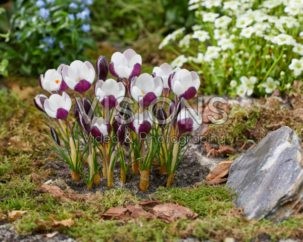 Crocus Killer Whale Crocus Killer Whale