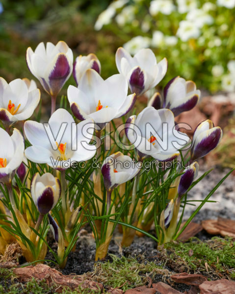 Crocus Panda Crocus Panda