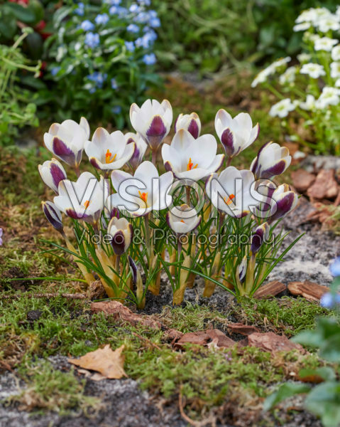 Crocus Panda Crocus Panda