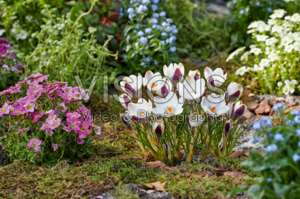 Crocus Panda Crocus Panda