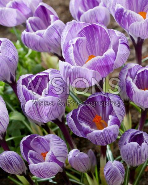 Crocus Tiger Shark Crocus Tiger Shark