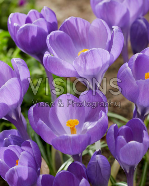Crocus Purple Heron Crocus Purple Heron