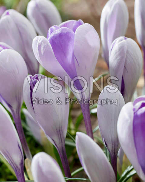 Crocus White Shark Crocus White Shark
